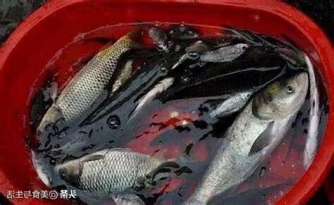 魚死掉怎麼處理