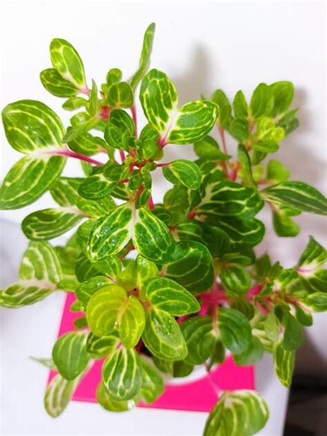 紅色錢多多植物