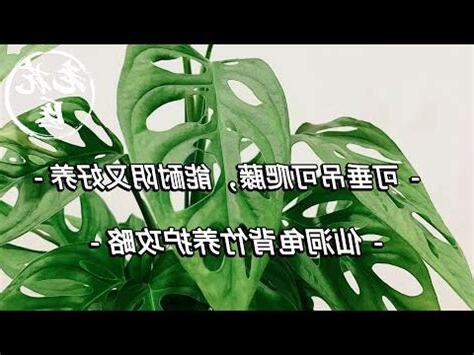仙洞龜背竹風水