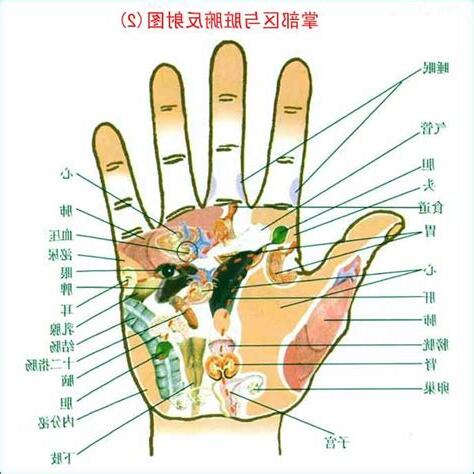 食指代表器官