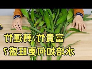 幸運竹怎麼養