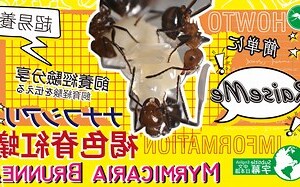 褐色脊紅蟻
