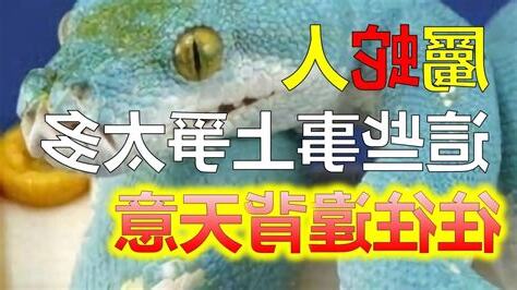 屬蛇適合的工作