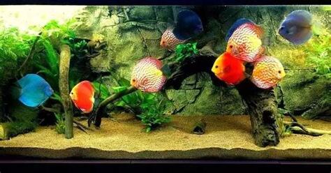 魚要養單數還是雙數