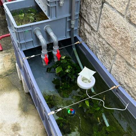 水族箱養魚