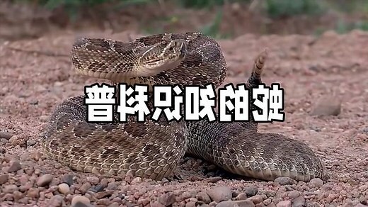 遇见蛇代表什么