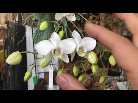 白色蝴蝶蘭
