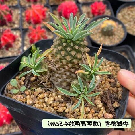 鐵甲麒麟