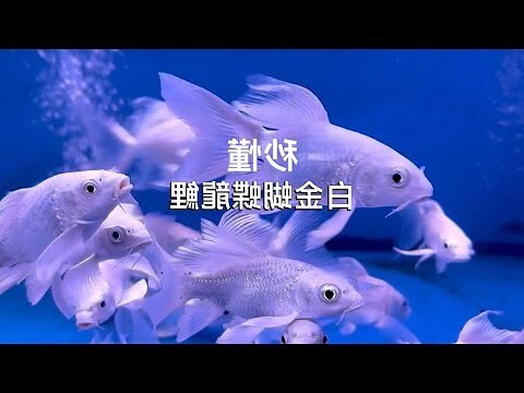 龍鯉種類