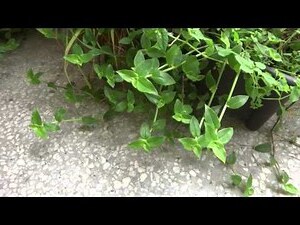 舖地錦竹草