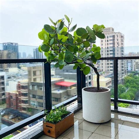 海葡萄盆栽室內