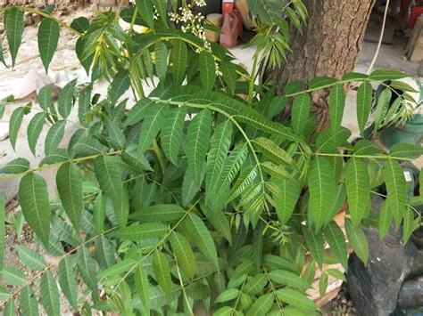 香椿树喜欢阳光吗