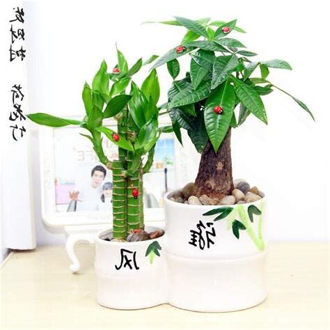 發財樹放門外