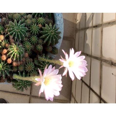 八卦紅仙人掌開花