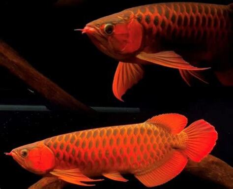 養龍魚禁忌
