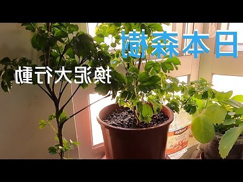 森樹種植