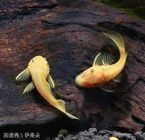 金色清道夫