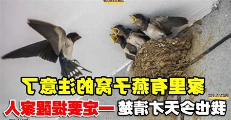 家裡有燕子窩