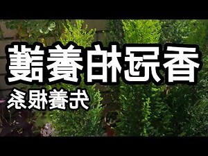 香冠柏擋煞