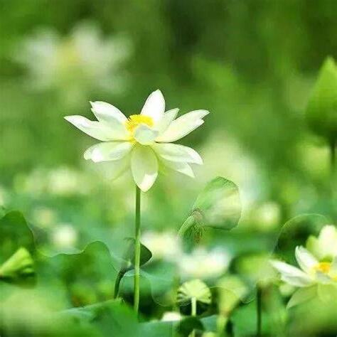 白花意思