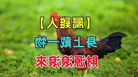 屬雞配戴