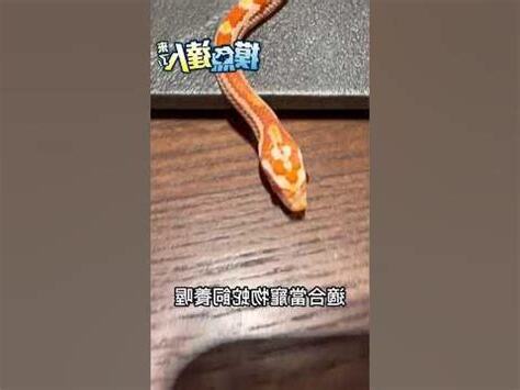 蛇來蛇去意思