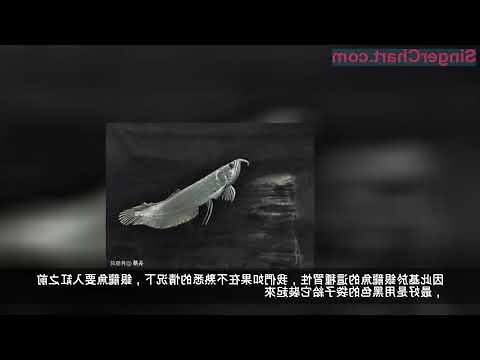 銀龍魚飼養