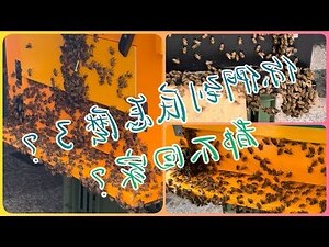 陽台蜜蜂