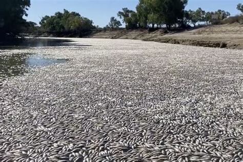 魚死