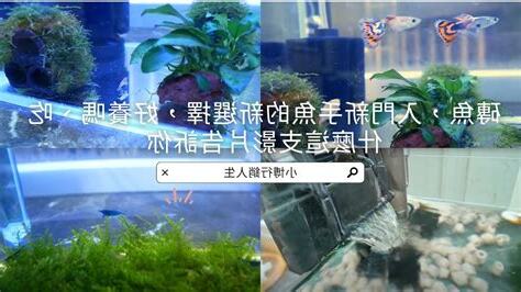 磚魚好養嗎