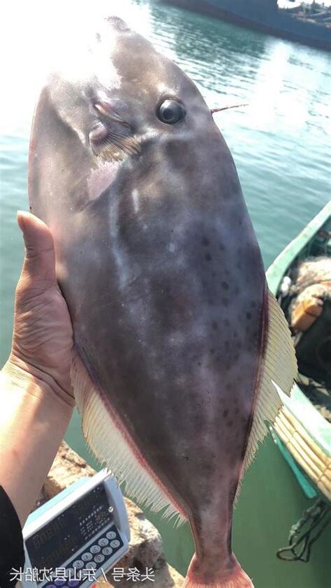 耗子魚