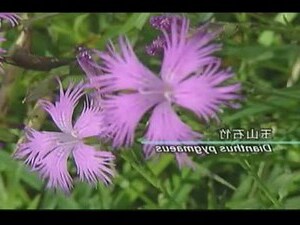 海拔是什麼意思