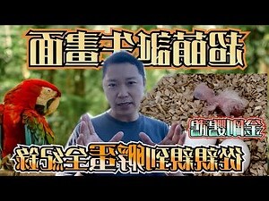 鸚鵡預兆
