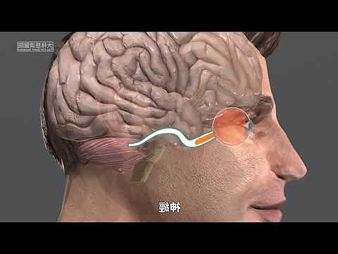 眼睛面向
