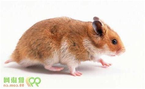 孕婦夢見老鼠