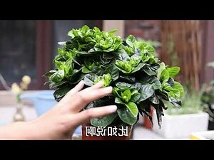子花