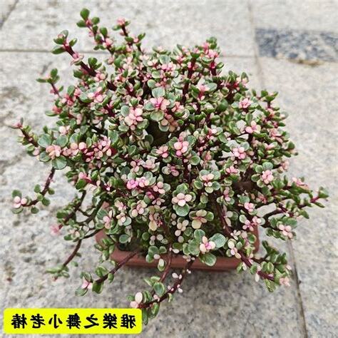 寫字樓植物