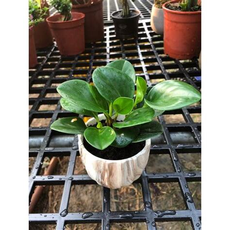 圓葉椒草招財