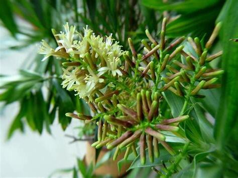 百合竹開花