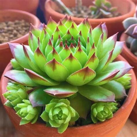 佛座蓮