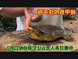 夢見鱉