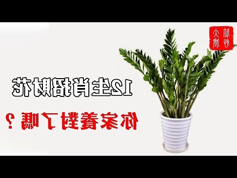 招財樹有哪些