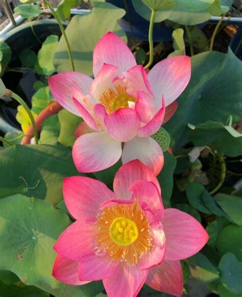 家裡種蓮花
