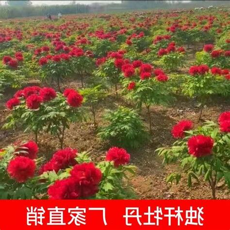 牡丹花樹
