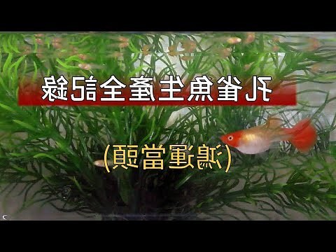 魚生小魚風水
