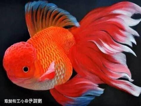 哪種魚最好養