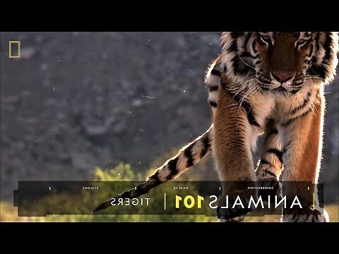 老虎名字
