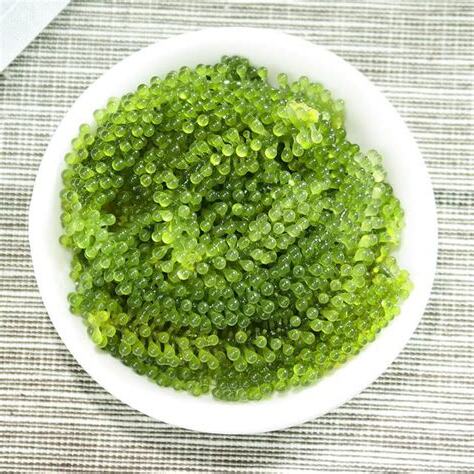 海葡萄樹果實可以吃嗎