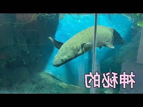 星點肺魚