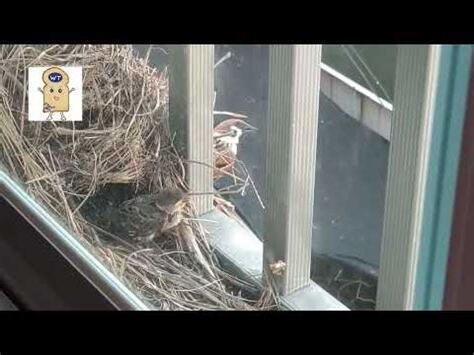 麻雀來家裡築巢